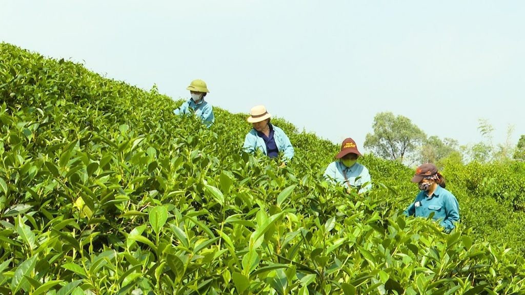 Công ty TNHH chè Hoài Trung, huyện Thanh Ba đã chú trọng đổi mới công nghệ, nâng cao năng suất, chất lượng.