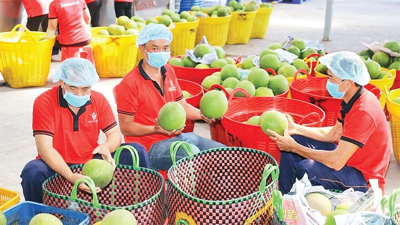 Trung Quốc, Hoa Kỳ và Nhật Bản tiếp tục duy trì là 3 thị trường xuất khẩu nông sản lớn nhất trong 7 tháng đầu năm 2023.