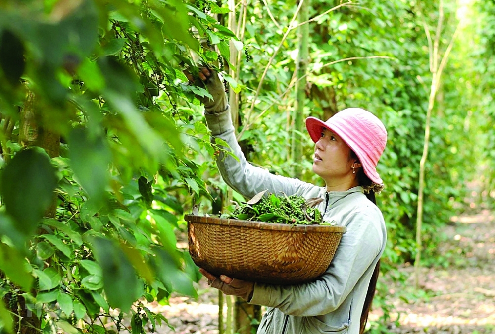Việt Nam là quốc gia chiếm 40% sản lượng và chiếm 60% thị phần hồ tiêu toàn cầu.
