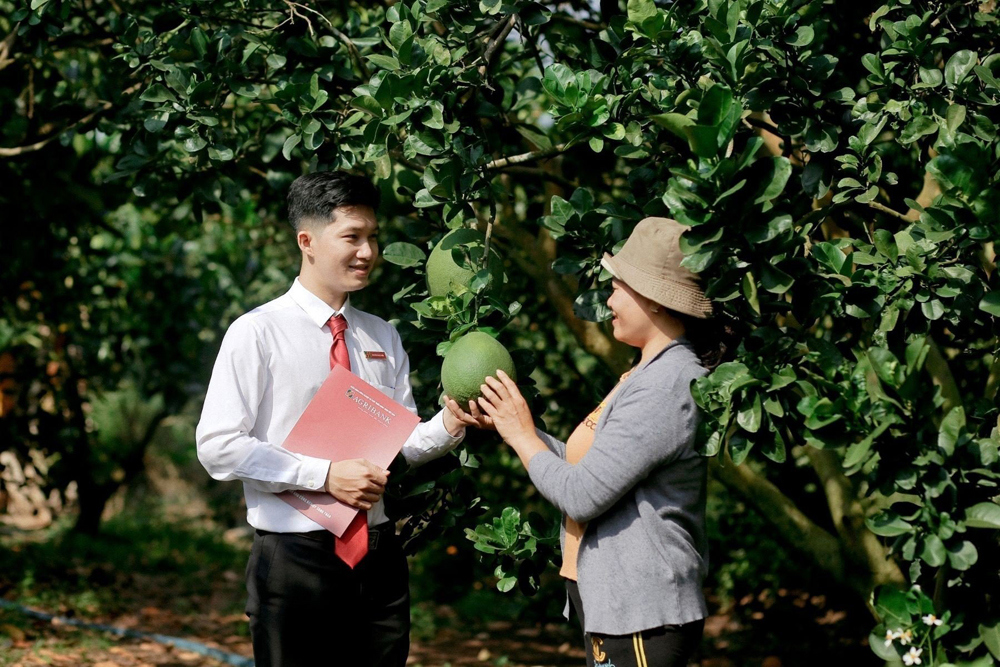 Agribank và ABIC nỗ lực thúc đẩy tín dụng và bảo hiểm gắn với nông nghiệp - nông thôn theo chuỗi liên kết trong vùng nguyên liệu lúa gạo và trái cây vùng Đồng bằng sông Cửu Long. Nguồn: Agribank.