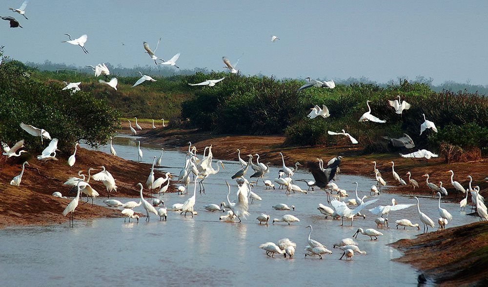 Vườn Quốc gia Xuân Thủy (Nam Định) là khu Ramsar đầu tiên của Việt Nam.