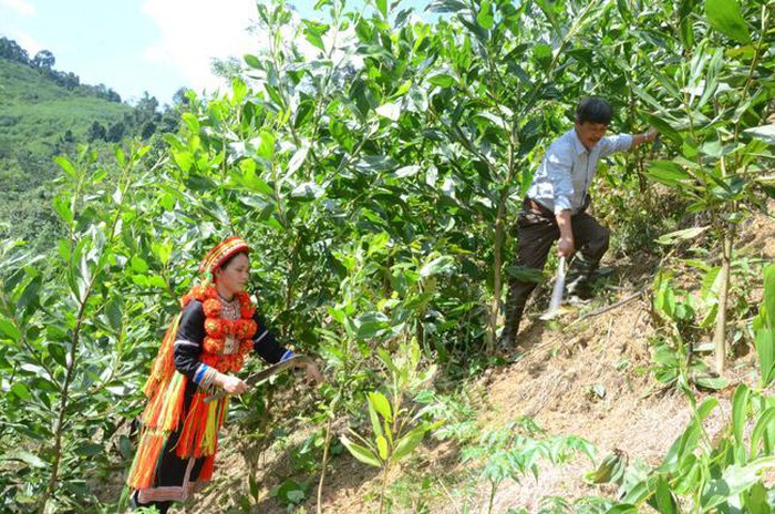 Cục DTNN khu vực Thanh Hóa có trách nhiệm kiểm tra, giám sát việc vận chuyển số gạo được giao xuất cấp cho các huyện.