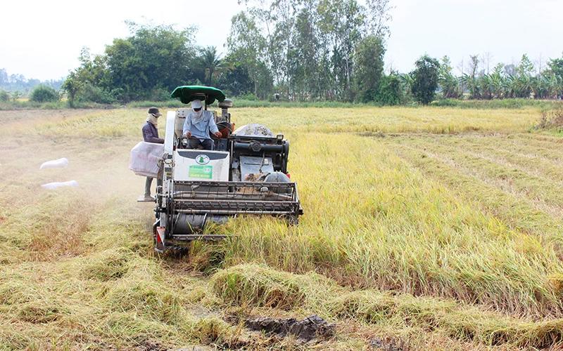 Thu hoạch lúa tại xã Trường Xuân, huyện Tháp Mười, tỉnh Đồng Tháp. Ảnh: Bùi Hữu.