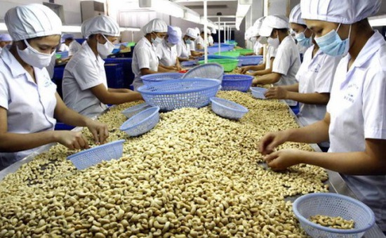 Lũy kế 4 tháng đầu năm, tổng sản lượng xuất khẩu hạt điều của Việt Nam đạt 216.000 tấn, trị giá 1,16 tỷ USD. Ảnh: Internet