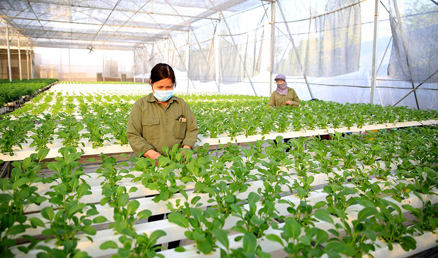 Nông nghiệp xanh hướng đến nâng cao tính cạnh tranh của nông sản, phát triển công nghệ xử lý và tái sử dụng phụ phẩm, phế thải,  giúp cho người nông dân có chất lượng cuộc sống tốt hơn.