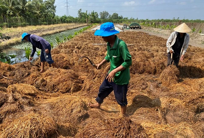 Hướng đến thu gom 100% rơm rạ khỏi đồng ruộng vào năm 2030.