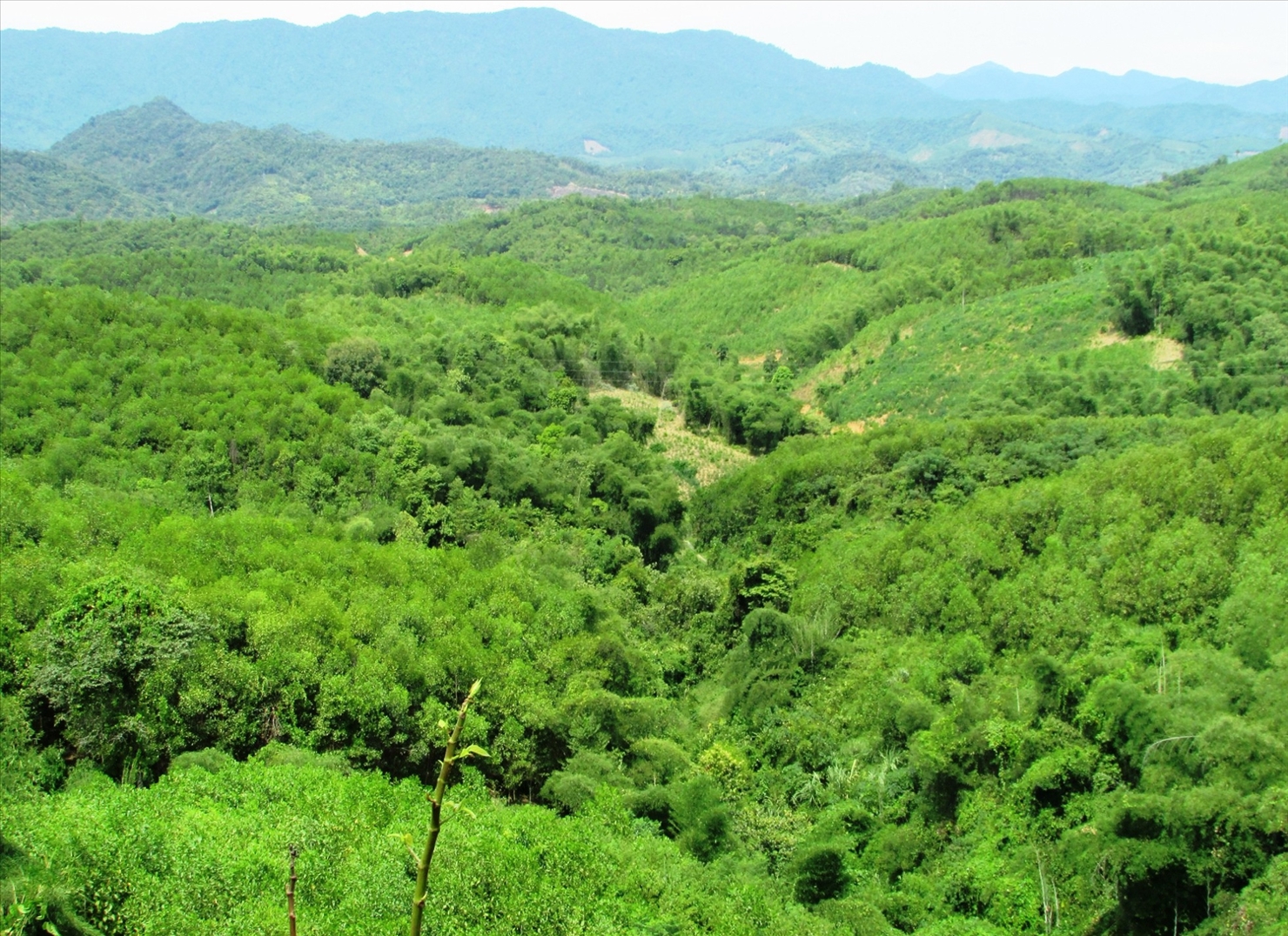Sở Nông nghiệp và Phát triển nông thôn tỉnh Nghệ An chủ trì, phối hợp các cơ quan liên quan xây dựng cơ sở dữ liệu về hiện trạng và đánh giá tiềm năng giảm phát thải và hấp thụ các-bon từ rừng cấp tỉnh đến năm 2030. 