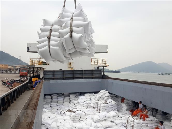 Giá gạo Việt vẫn ổn định nhờ chuyển dịch sang các dòng gạo thơm dẻo như ST25, khẳng định vị thế trên thị trường quốc tế.