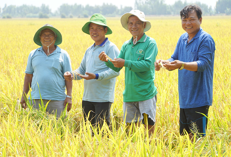 Mô hình sản xuất lúa theo tiêu chuẩn SRP tại Hợp tác xã Trường Phát (xã Trường Xuân, huyện Tháp Mười) Ảnh: Mỹ Nhân