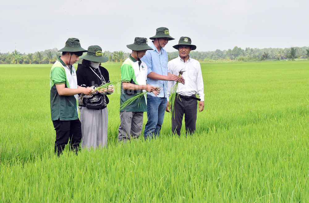 Khảo sát cánh đồng lúa chất lượng cao và giảm phát thải ở ấp Giồng Bèn.
