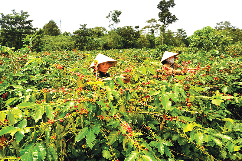 Bảo hiểm vi mô góp phần bảo vệ hàng nghìn nông dân trồng cà phê và lúa, hỗ trợ tài chính kịp thời cho ngành Nông nghiệp.
