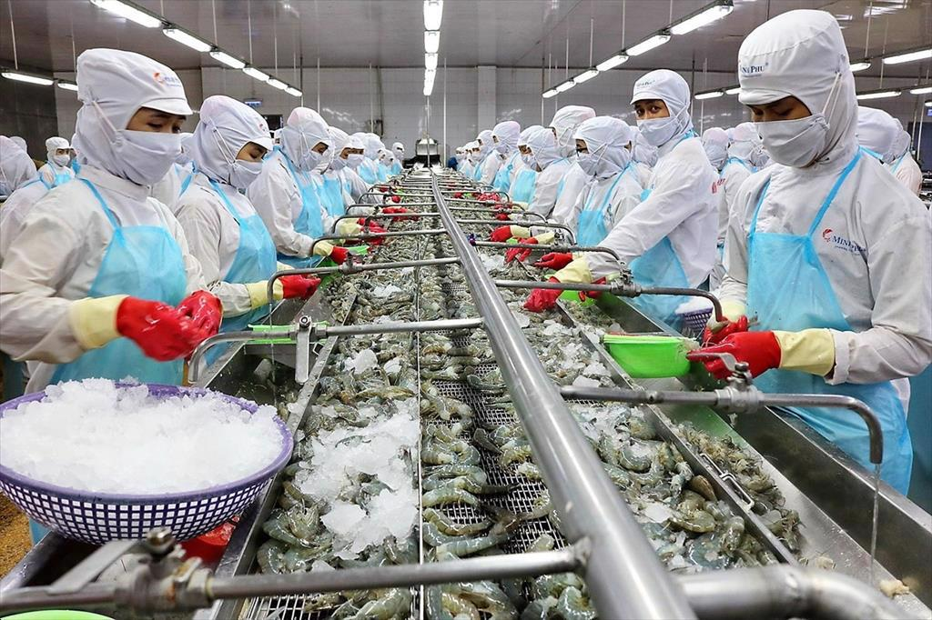 Năm 2025, ngành tôm đặt mục tiêu xuất khẩu khoảng 4,3 – 4,5 tỷ USD, tăng trưởng 10 – 15% so với năm 2024.
