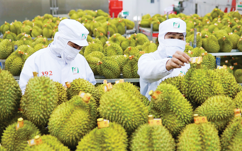 Giá trị xuất khẩu hàng rau quả tháng 3/2025 ước đạt 450 triệu USD, đưa tổng giá trị xuất khẩu hàng rau quả 3 tháng đầu năm 2025 lên 1,14 tỷ USD, giảm 11,3% so với cùng kỳ năm 2024.