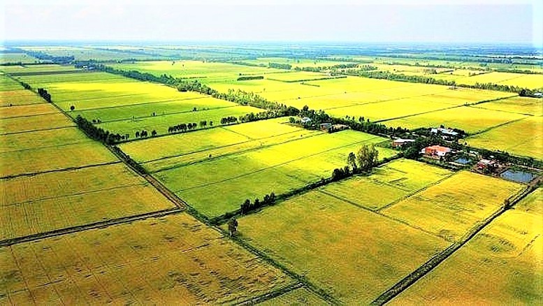 Đất trồng lúa phục vụ trực tiếp cho sản xuất nông nghiệp