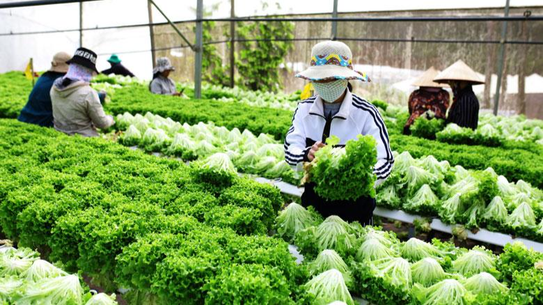 Sản xuất nông nghiệp áp dụng thương mại điện tử trong kinh doanh