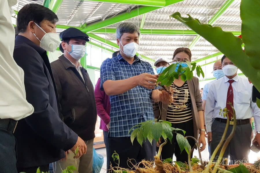 Sâm Ngọc Linh là cây chủ lực của trung tâm công nghiệp dược liệu tại Quảng Nam. Ảnh: Lê Văn