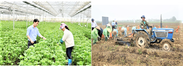 Bắc Ninh với mô hình nông nghiệp công nghệ cao, nông nghiệp thông minh.