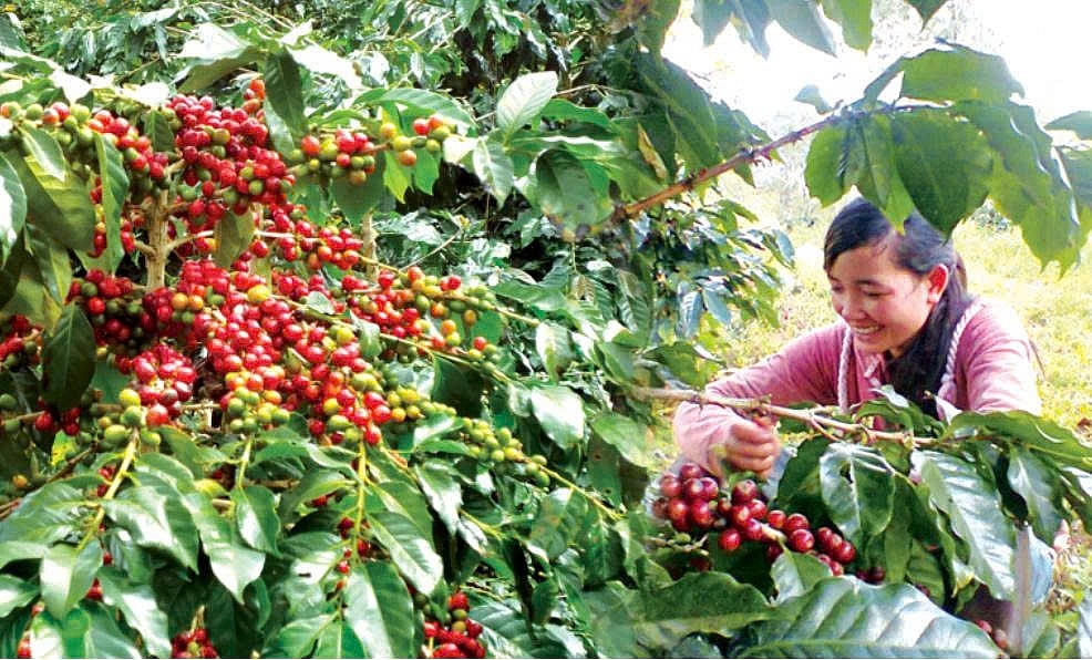 VPSA kiến nghị Bộ Nông nghiệp và Môi trường xem xét và đưa ra giải pháp kịp thời, nhằm hỗ trợ doanh nghiệp giải quyết các vướng mắc. Ảnh: XT.