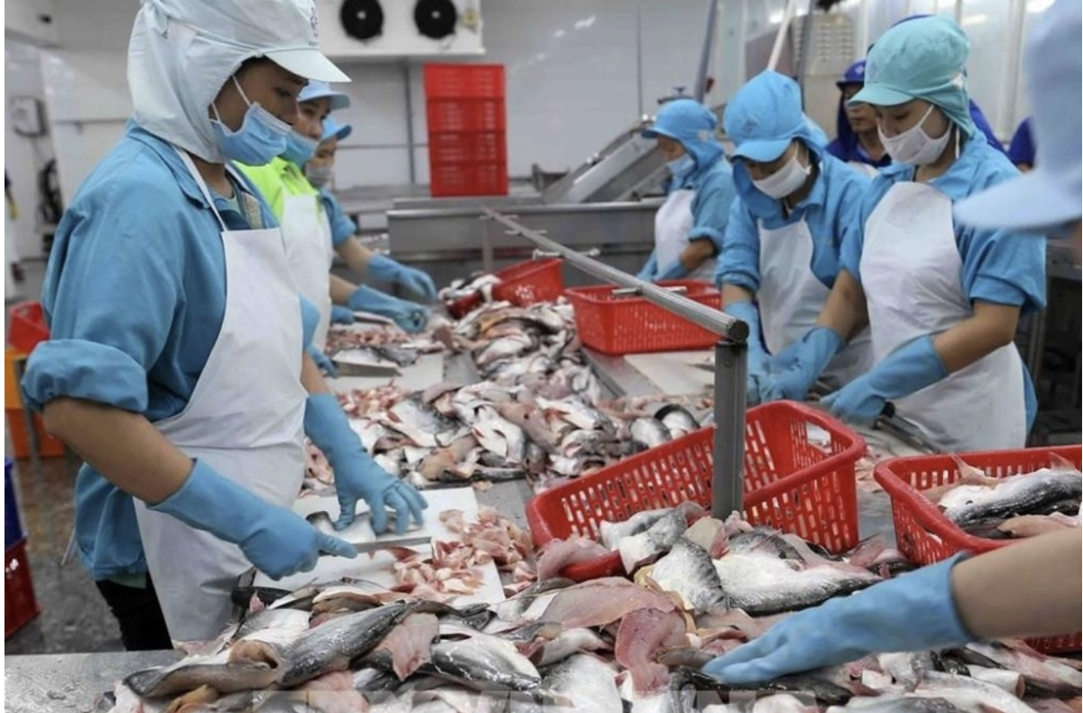 Trong thời gian qua ngành hải sản Việt Nam, cùng với Chính phủ và chính quyền địa phương đã nỗ lực mạnh mẽ và liên tục để hiện đại hóa, nâng cao trách nhiệm và tăng cường công tác quản lý nghề cá.