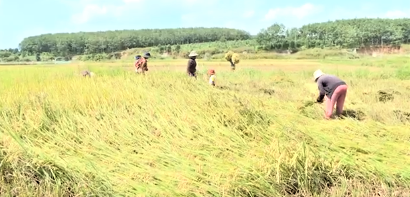 Gia Lai chuyển đổi diện tích cây trồng kém hiệu quả sang cây trồng khác có giá trị kinh tế cao hơn.