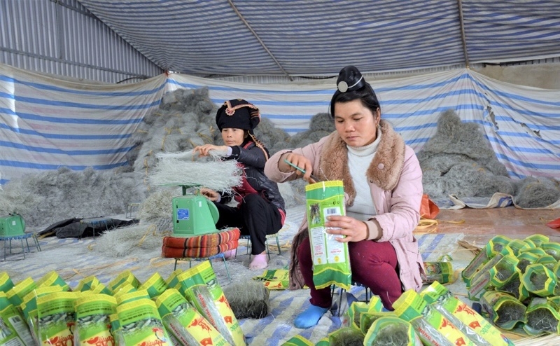 Nhiều hộ dân tham gia sản xuất miến dong ở Nà Tấu giúp cải thiện đời sống. 
