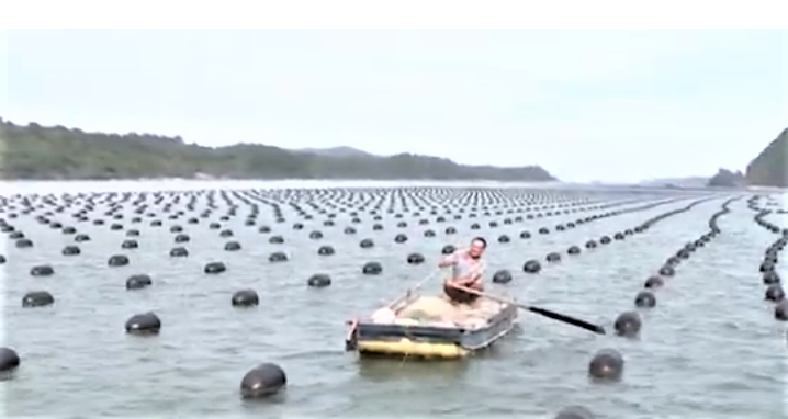 Quảng Ninh đi đầu cả nước trong ban hành quy chuẩn kỹ thuật về vật liệu phao nổi trong nuôi biển