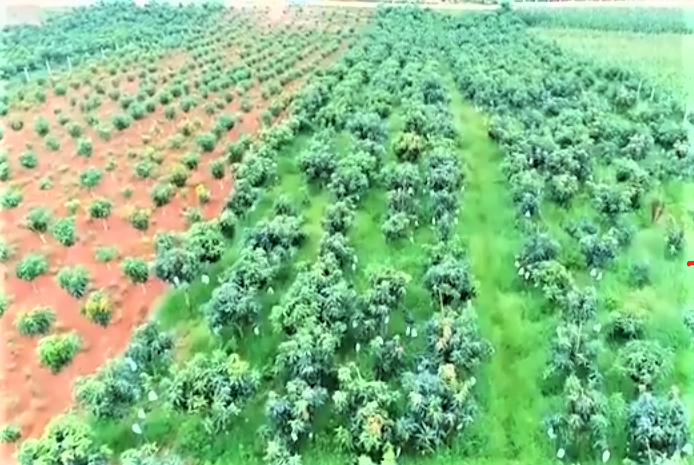 Sơn La tạo vùng nguyên liệu nông sản cung ứng cho chế biến nông sản