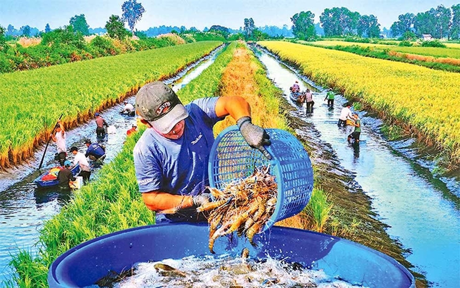 Mô hình nuôi tôm kết hợp với trồng lúa đem lại hiệu quả kinh tế cao cho người nông dân tỉnh Cà Mau.