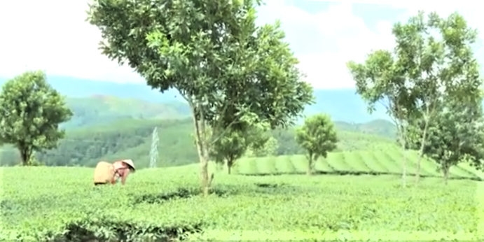 Lai Châu phát triển nông nghiệp hàng hóa ứng dụng công nghệ cao