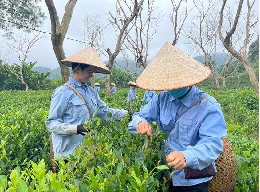 Trồng chè kết hợp phát triển chuỗi giá trị, góp phần cải thiện đời sống người dân vùng cao.