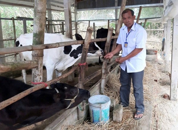 TP. Cần Thơ lan tỏa mô hình giảm nghèo bền vững trong vùng đồng bào Khmer. Ảnh: Đàn bò sinh sản, giúp gia đình ông Lâm Sà Rươl có thu nhập ổn định. 