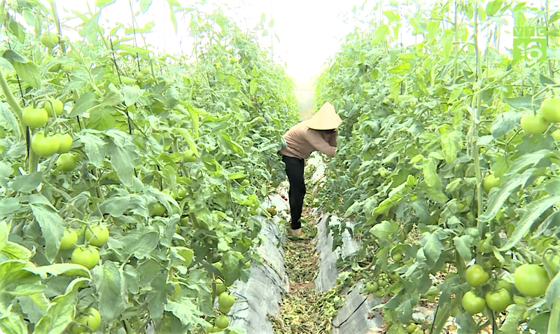 Ngành trồng trọt sẽ đóng vai trò then chốt trong chuyển đổi xanh nông nghiệp
