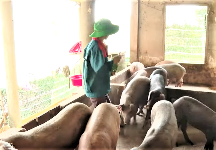 Ngành chăn nuôi tỉnh Quảng Trị phát triển theo hướng an toàn, bền vững và nâng cao giá trị sản phẩm