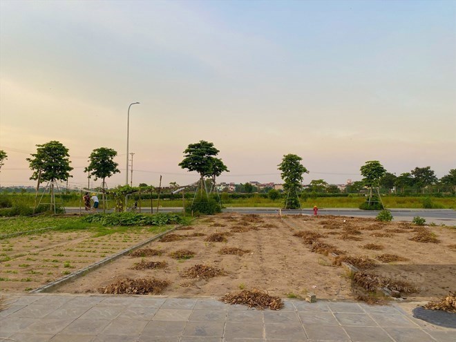 Thị trường đất nền "tăng nhiệt" trong thời gian qua. 