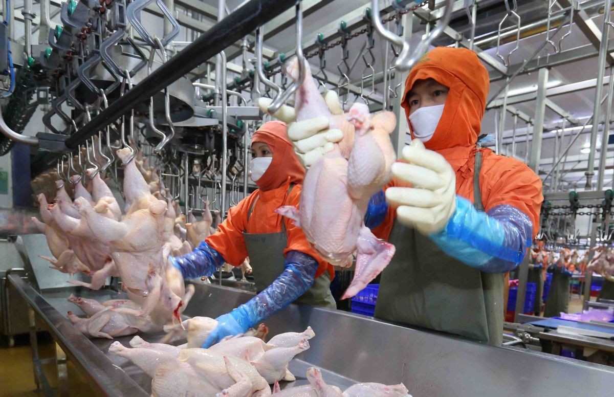 Xuất khẩu sản phẩm chăn nuôi đã có kết quả khởi sắc
