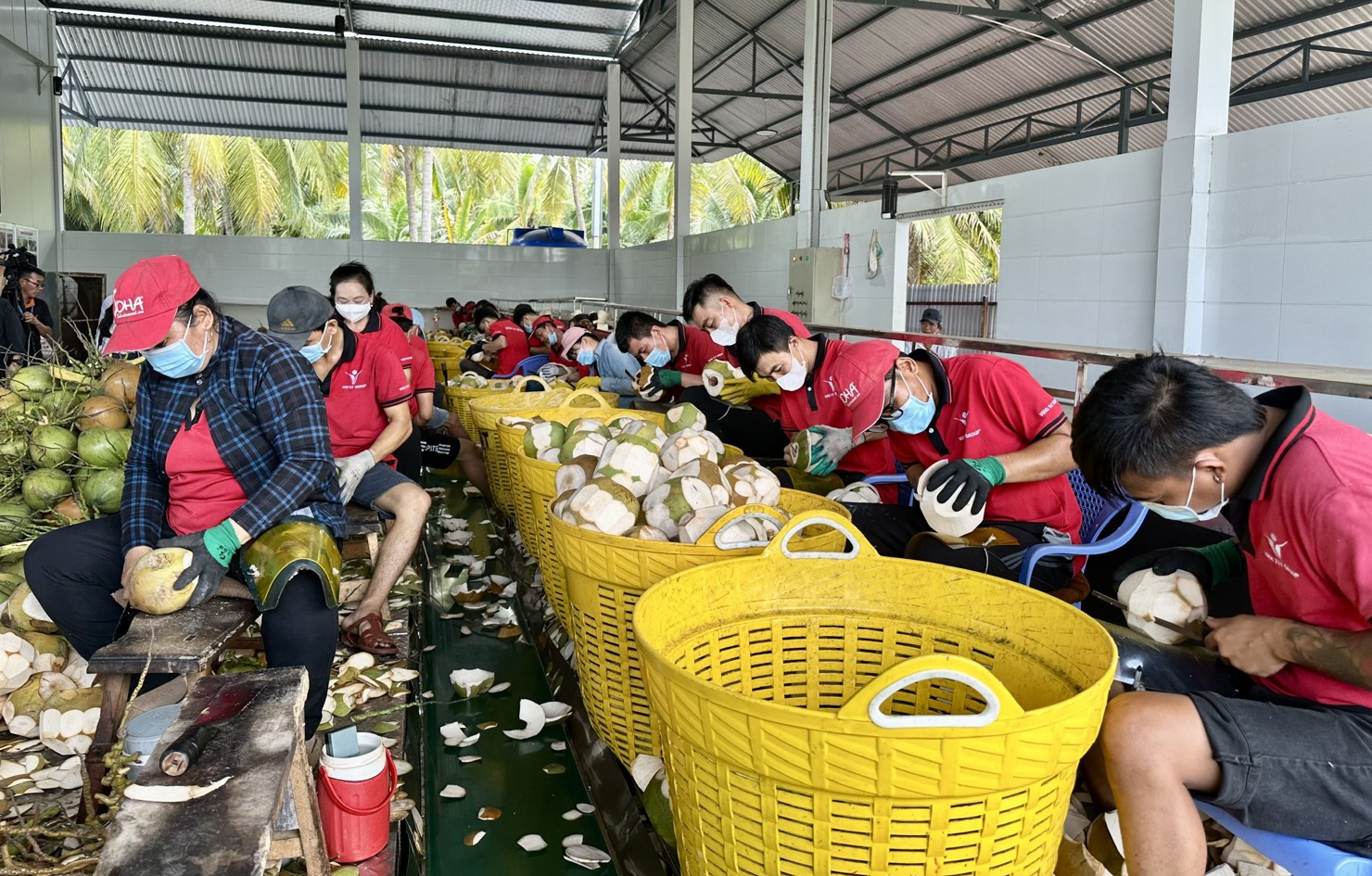 Sơ chế dừa xuất khẩu tại Công ty Vina T&T. Ảnh: T.H