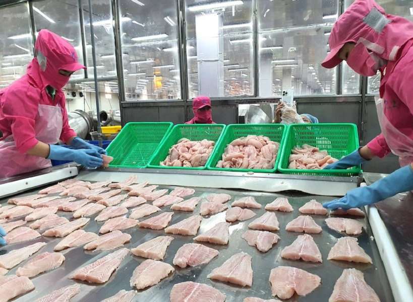 Cá tra là một trong 2 mặt hàng xuất khẩu chủ lực của thủy sản Việt Nam. Ảnh: TL