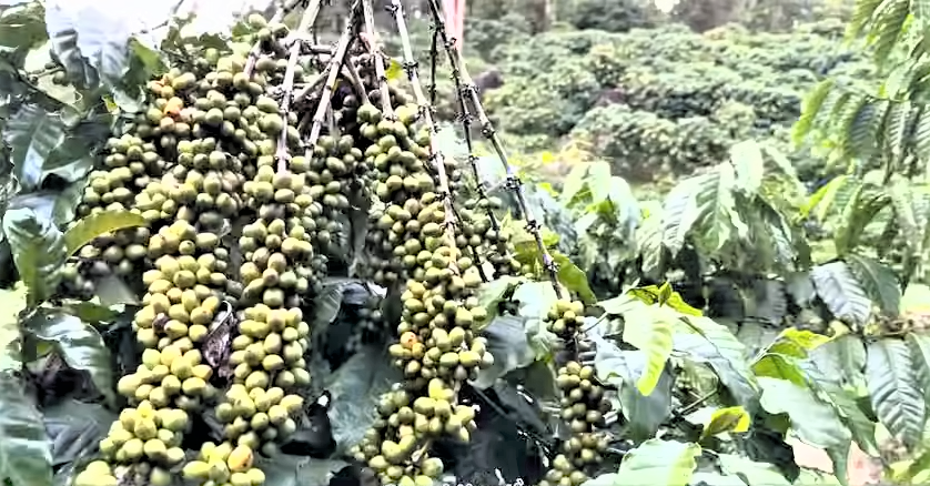 Lâm Đồng hiện là địa phương dẫn đầu cả nước về diện tích và sản lượng cà phê.