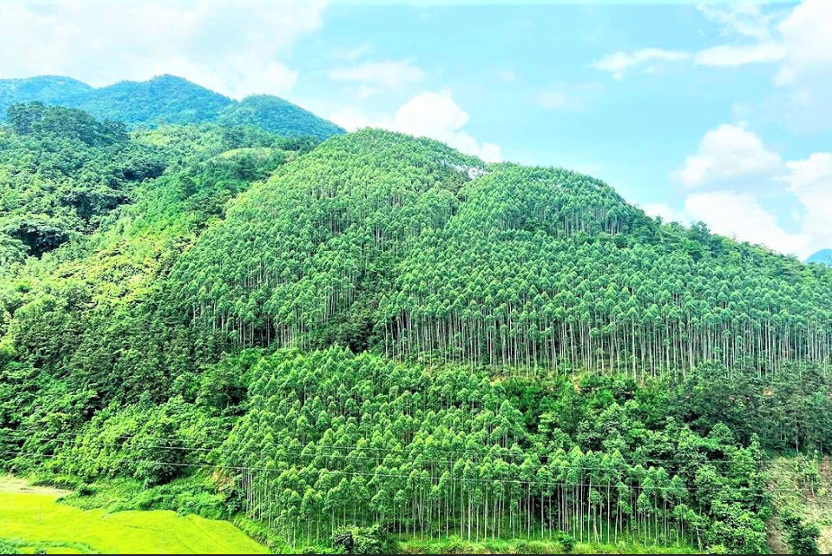 Với hơn 14,8 triệu ha rừng, Việt Nam đang nắm giữ lợi thế lớn để trở thành cường quốc “vàng xanh”.