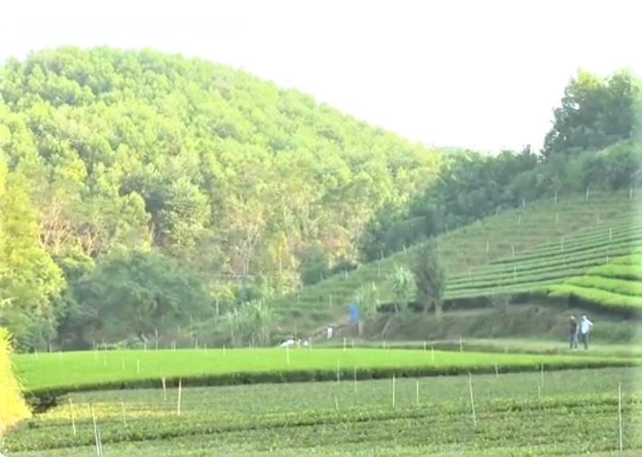 Thái Nguyên có hơn 22.637ha rừng được cấp chứng chỉ FSC