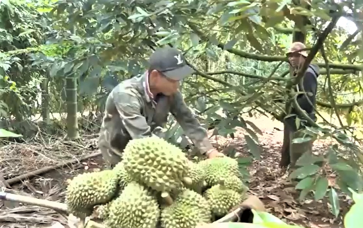 Nông nghiêp Đắk Lắk hướng tới nền kinh tế xanh, bền vững