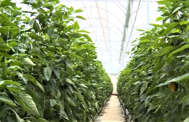 Khôi phục “sức khỏe đất” để duy trì sản xuất tạo nền tăng nông nghiệp xanh, phát thải thấp và bền vững.