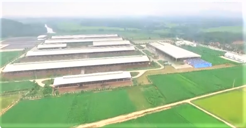 Thanh Hóa từng bước khẳng định vai trò tiên phong trong phát triển nông nghiệp xanh, đa giá trị.