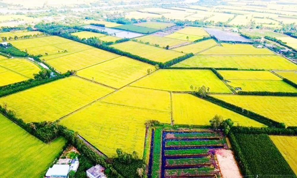 Nông nghiệp phát thải thấp sẽ trở thành trụ cột quan trọng trong quá trình chuyển đổi xanh của nền kinh tế.