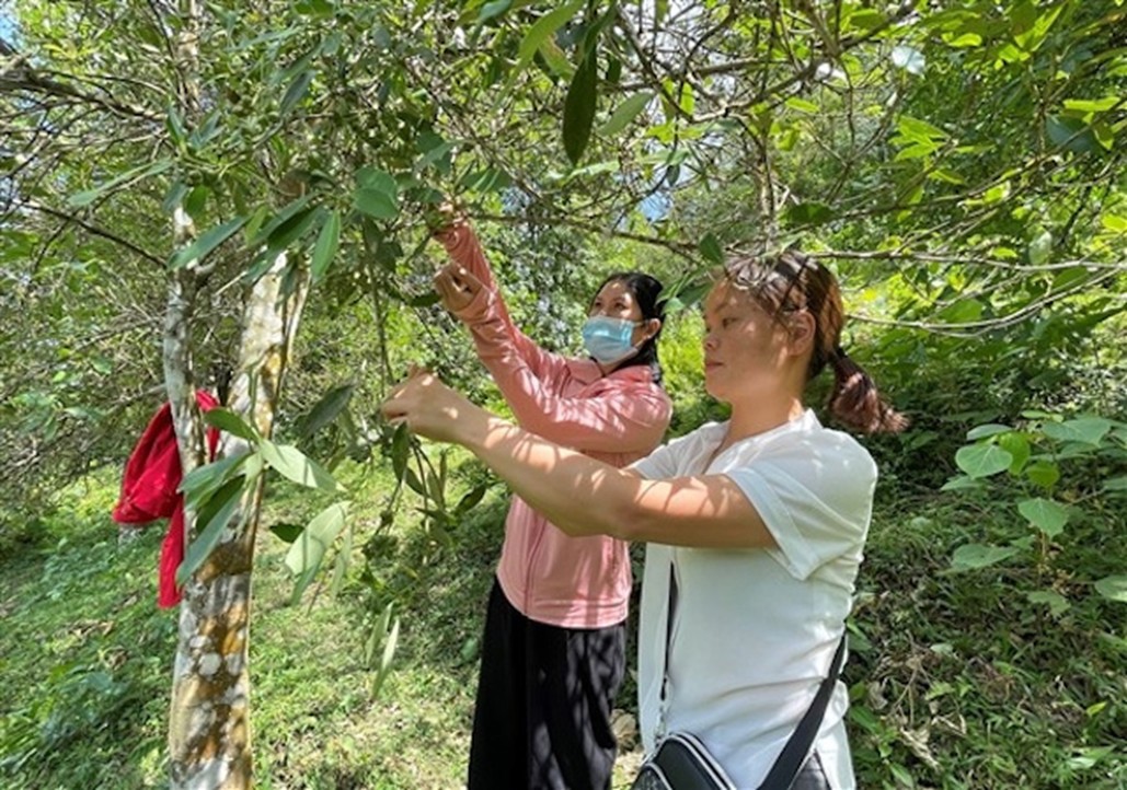 Mô hình trồng hồi giúp nhiều hộ dân địa phương phát triển kinh tế, thoát nghèo bền vững.