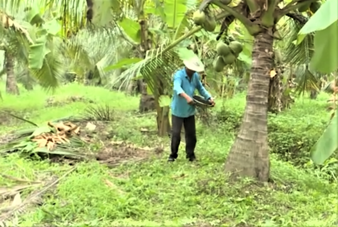 Vĩnh Long xây dựng vùng dừa hữu cơ.