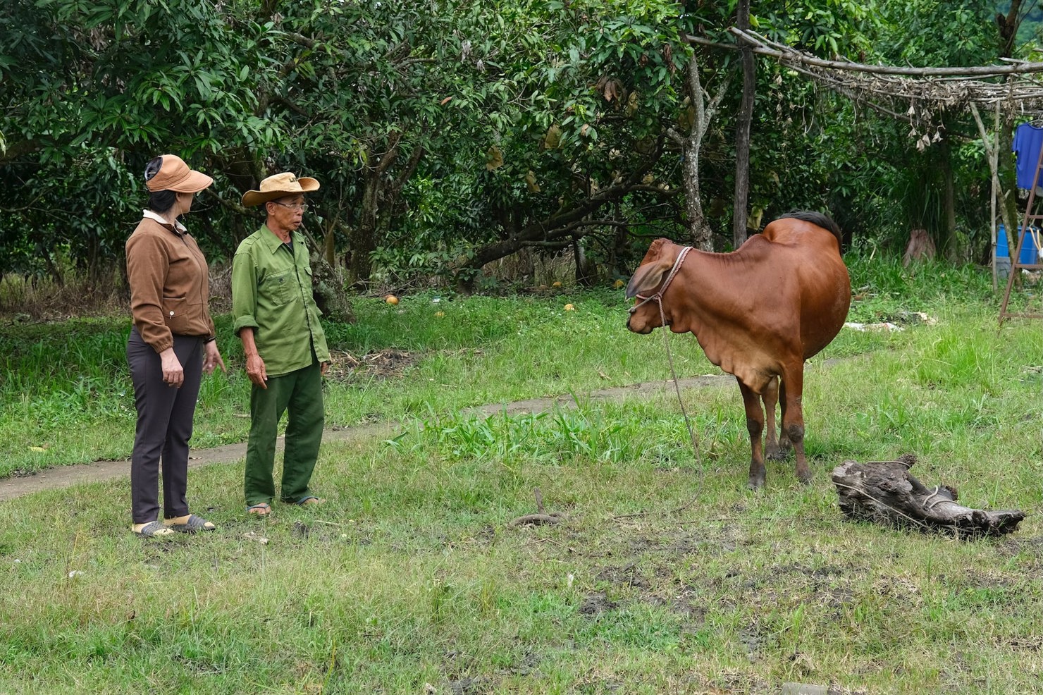 Ông Vũ Văn Định (áo xanh), thôn Tân Lợi, xã Đắk Mil tận tâm chă sóc chú bò - tài sản quý nhất của gia đình
