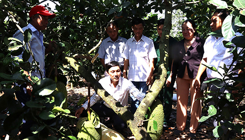 Các đại biểu tham quan mô hình trồng mít thái cho năng suất cao giảm nghèo tại Định Quán (Đồng Nai)