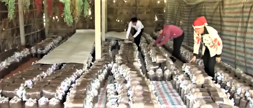 Lào Cai khẳng định vai trò quan trọng của kinh tế tập thể trong phát triển nông nghiệp bền vững.