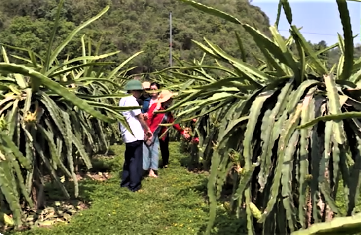 Sơn La phát triển vùng cây ăn quả đạt giá trị kinh tế cao.